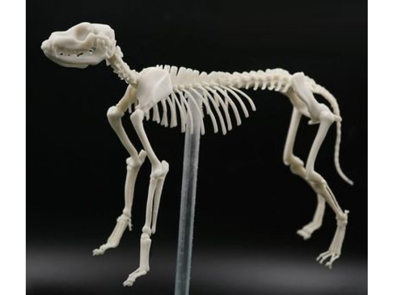 Фотополимер HARZ Labs Dental Model Bone, слоновая кость (1 кг)